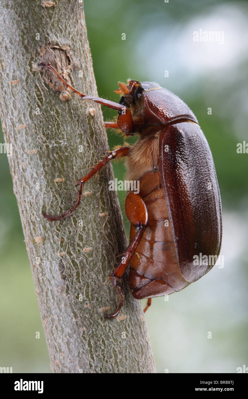 Juni Bug - Maikäfer Stockfoto