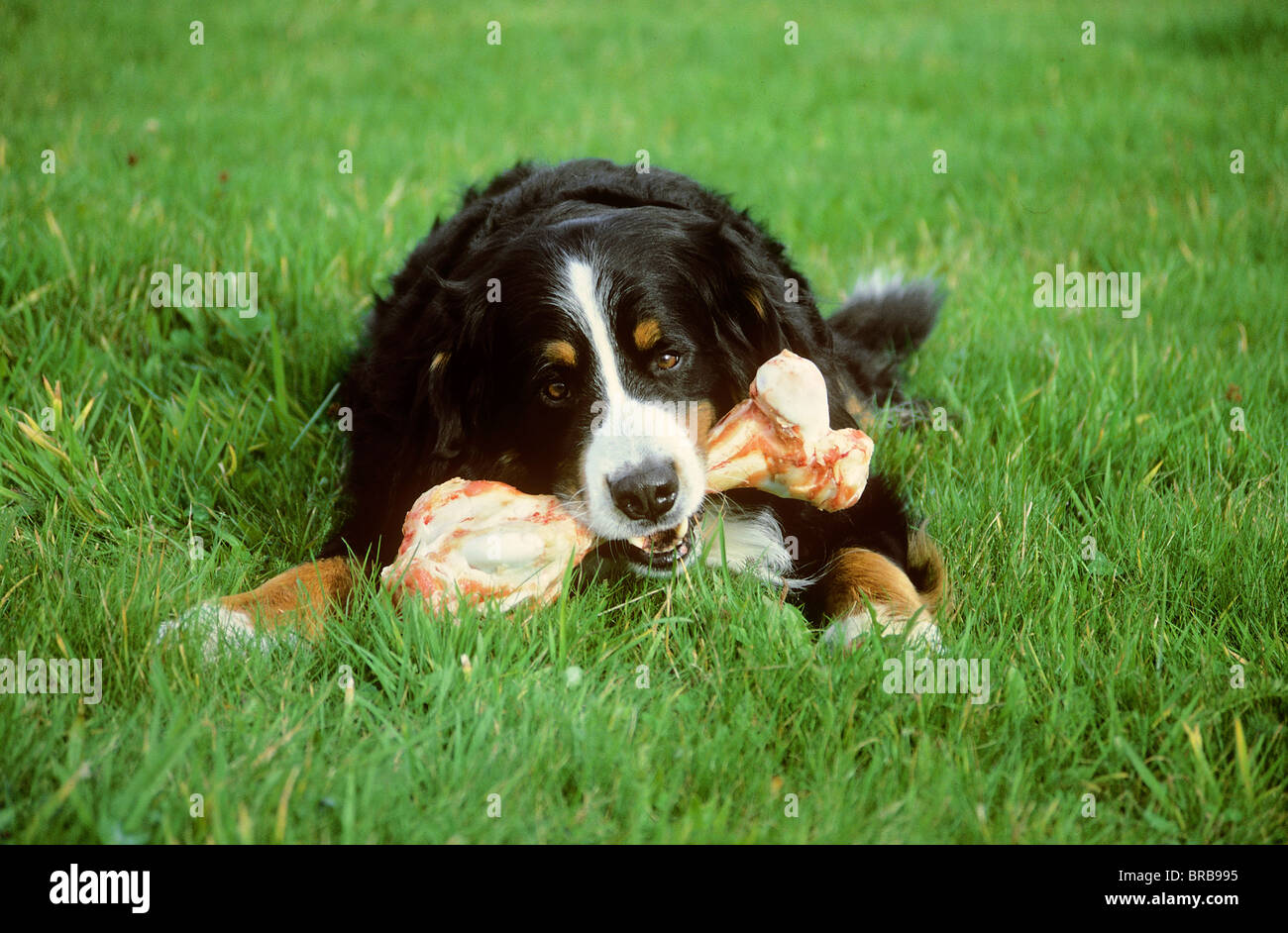 Berner Sennenhund mit einem Knochen im Maul Stockfoto
