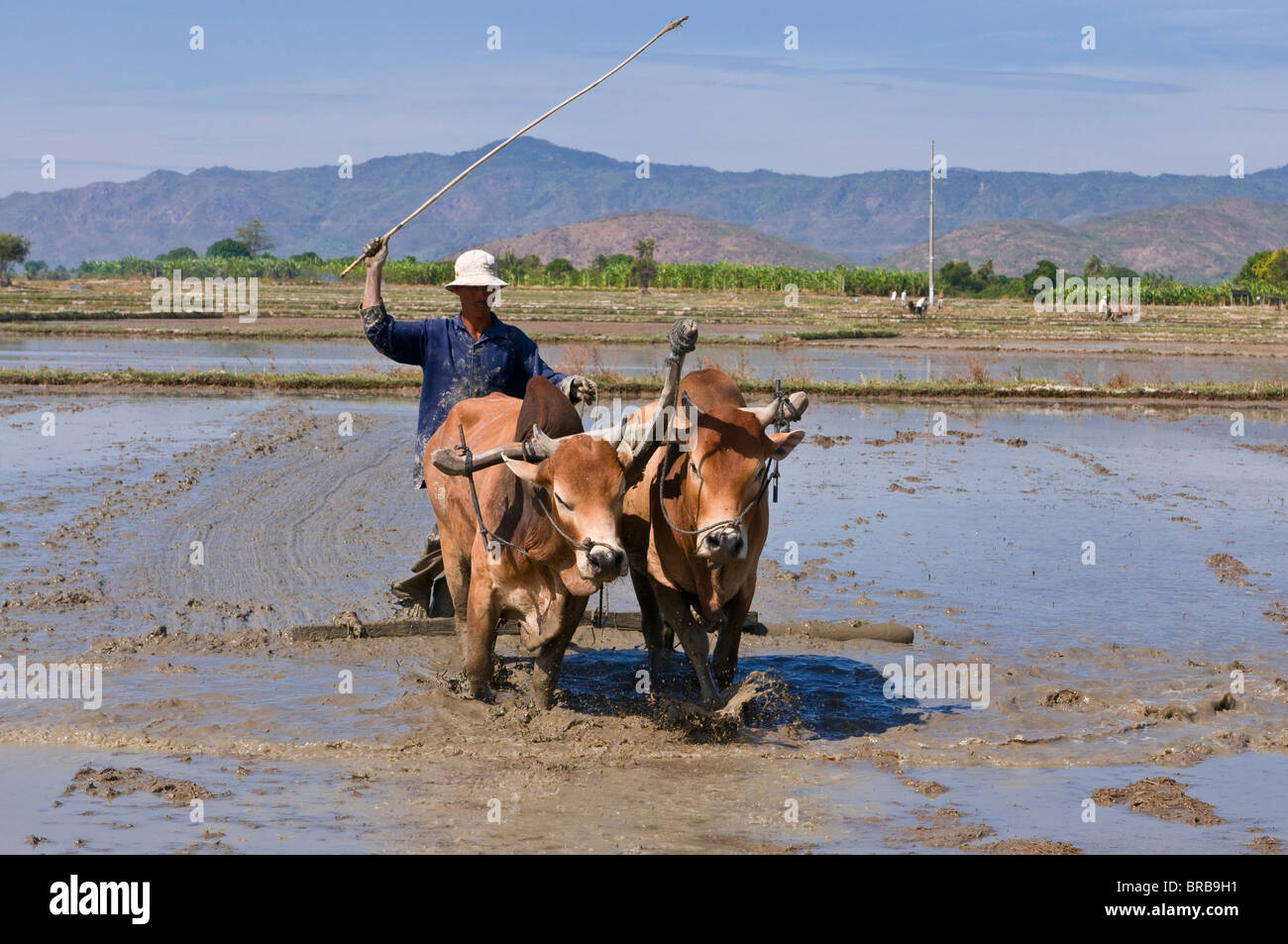 Mann, Pflügen mit Wasserbüffel durch ein Reisfeld, Indochina, Vietnam, Südostasien, Asien Stockfoto