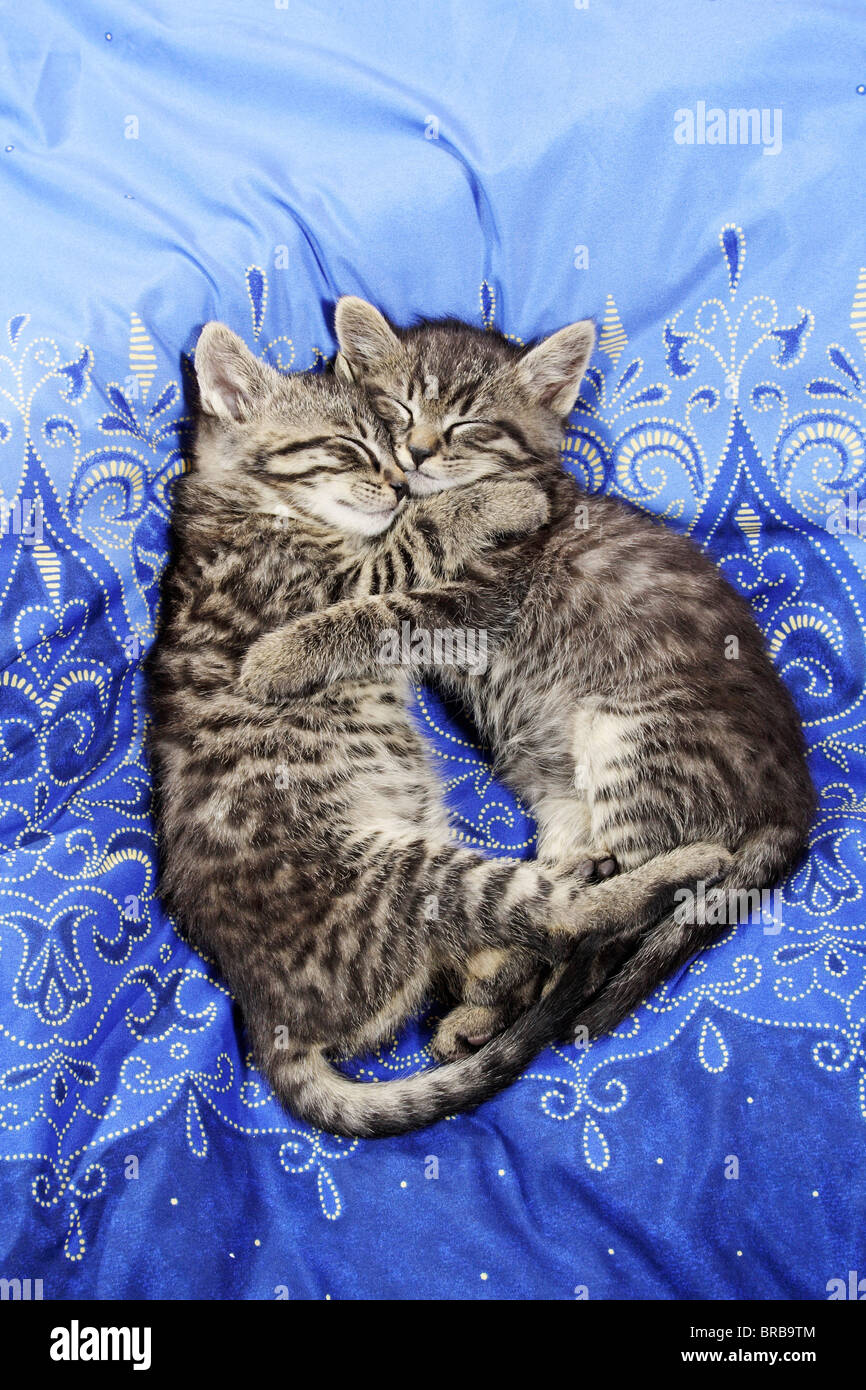 Hauskatze. Zwei tabby Kitten in einem Bett schlafen Stockfoto