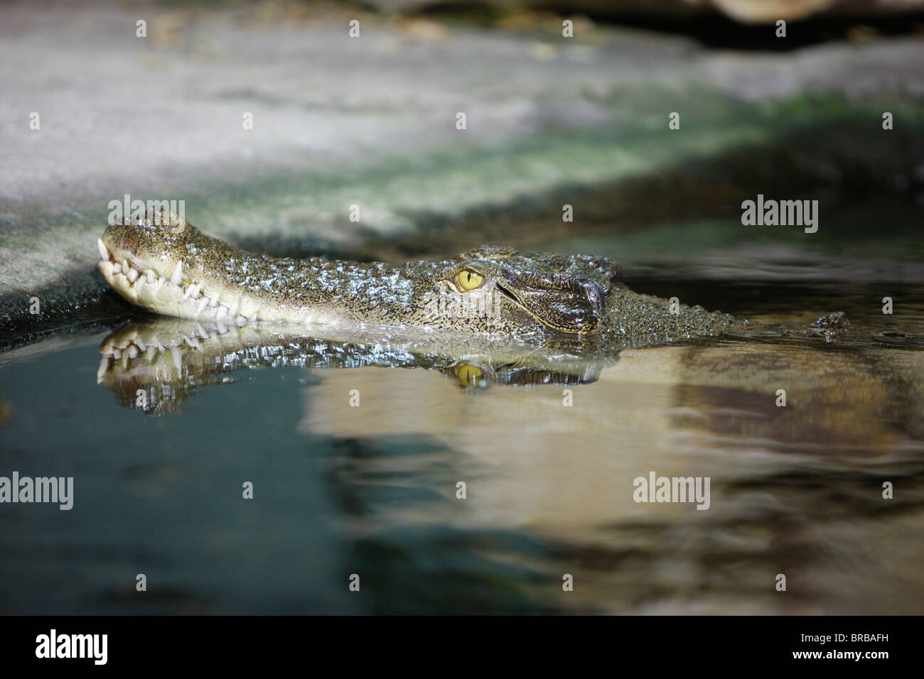 Krokodil, Sydney, New South Wales, Australien Stockfoto