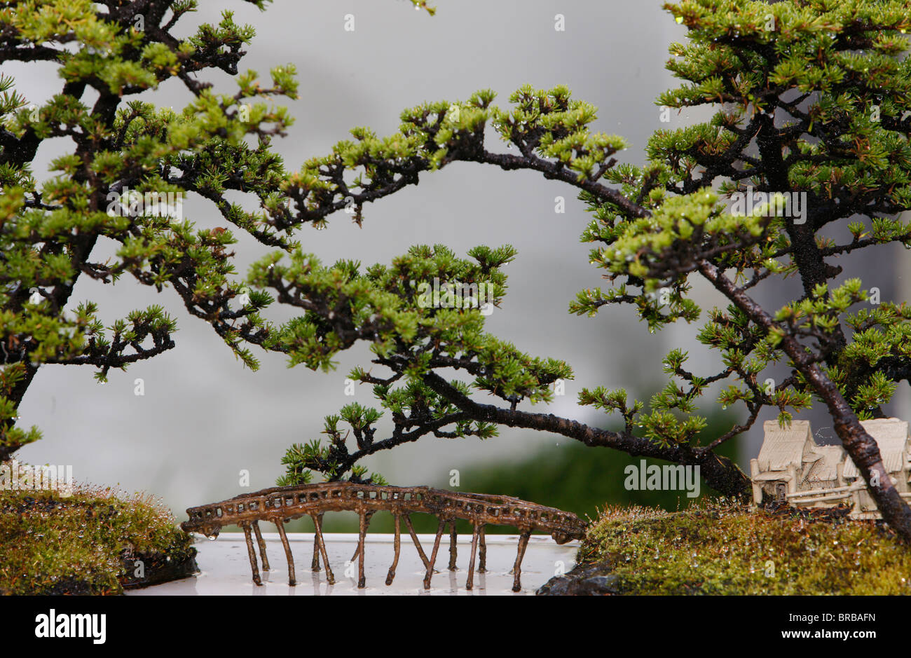 Bonsai-Bäume, Sydney, New South Wales, Australien Stockfoto