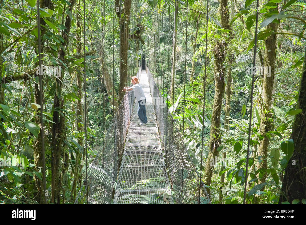 Mann auf der Hängebrücke im Regenwald,, La Fortuna, Arenal, Costa Rica, Mittelamerika Stockfoto