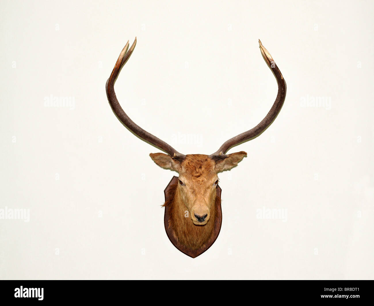 Trophäe an der Wand ein junges Rothirsch Hirsch montiert. Stockfoto