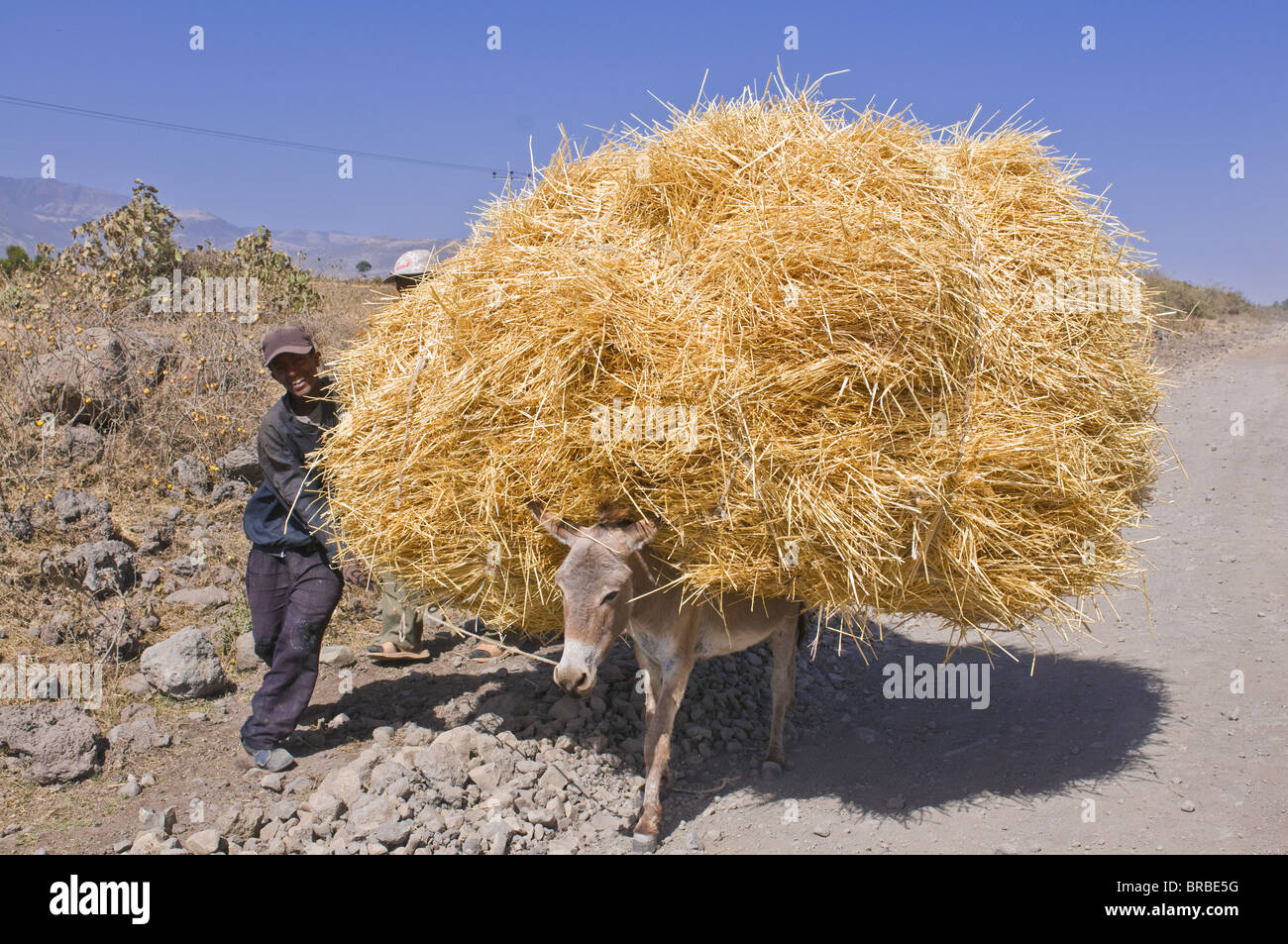 Esel, beladen mit Heu, Ost-Äthiopien Stockfoto