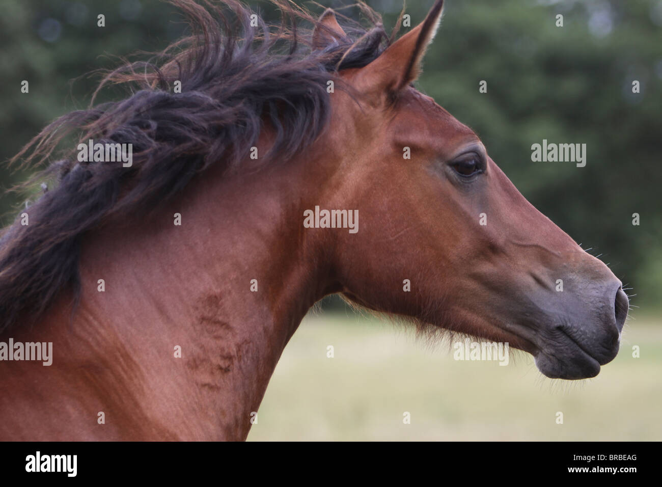 Leiter der schönen Bucht Welsh Cob Stockfoto