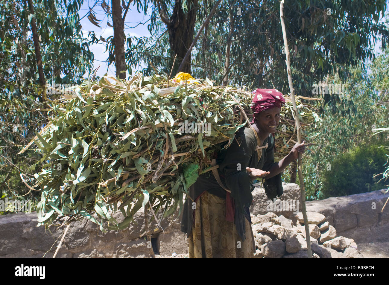 Frau mit Heu, Addis Ababa, Äthiopien Stockfoto