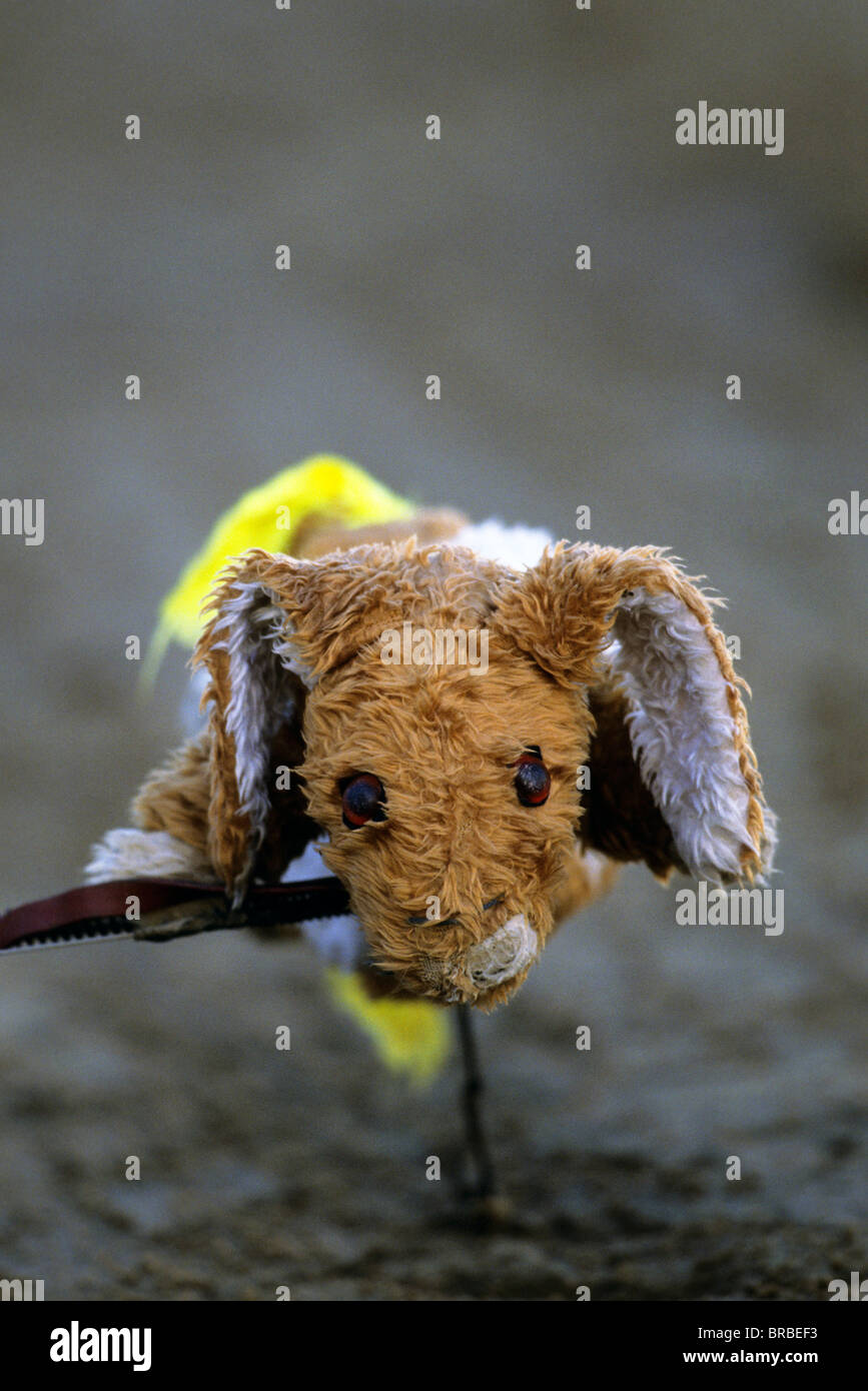 Kaninchen zu locken, auf einer Rennstrecke Windhund Stockfoto