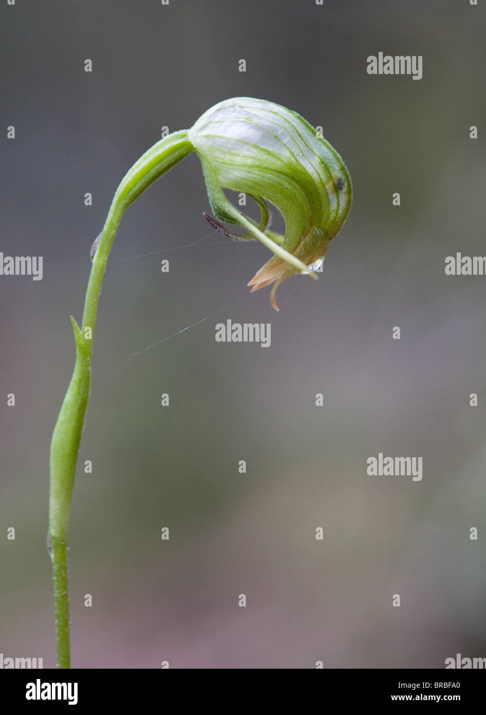 Nicken Pterostylis Orchidee (Pterostylis Nutans), Narrawallee Creek Nature Reserve, NSW, Australien Stockfoto