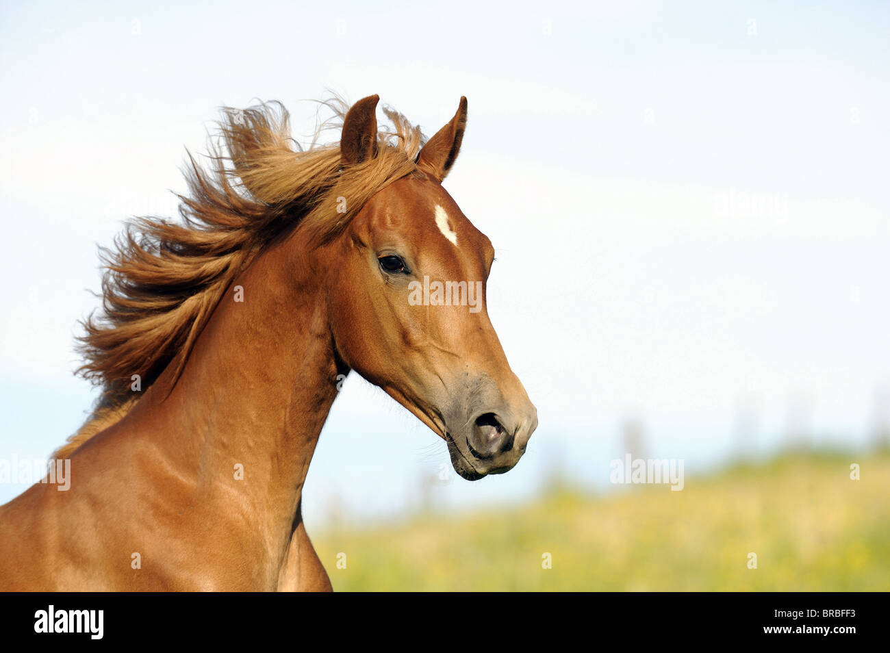 American Saddlebred (Equus Ferus Caballus), Porträt von Jährling im Galopp. Stockfoto