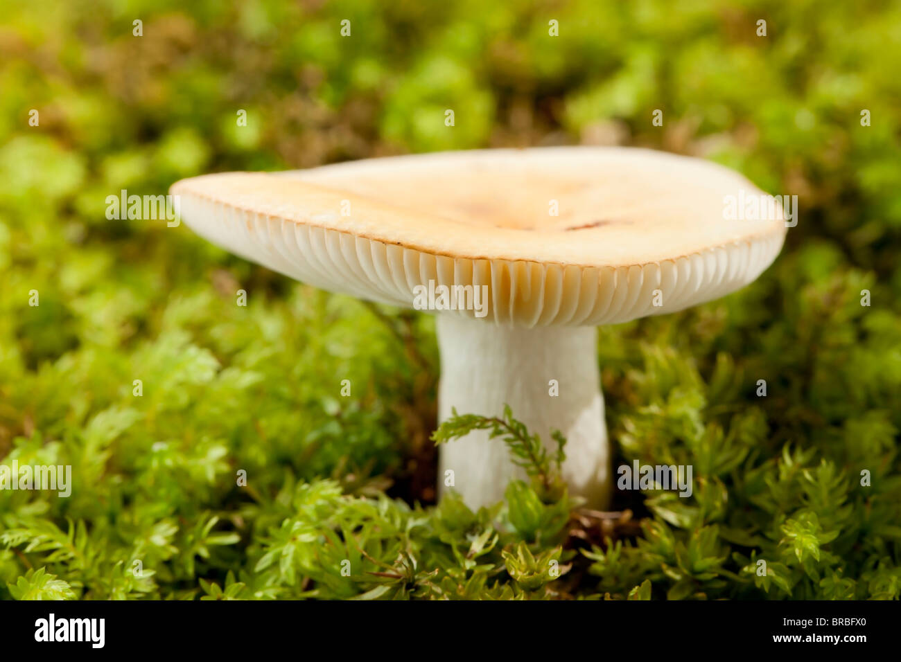 Falscher Tod Cap Mushroom (Amanita Citrina) Stockfoto