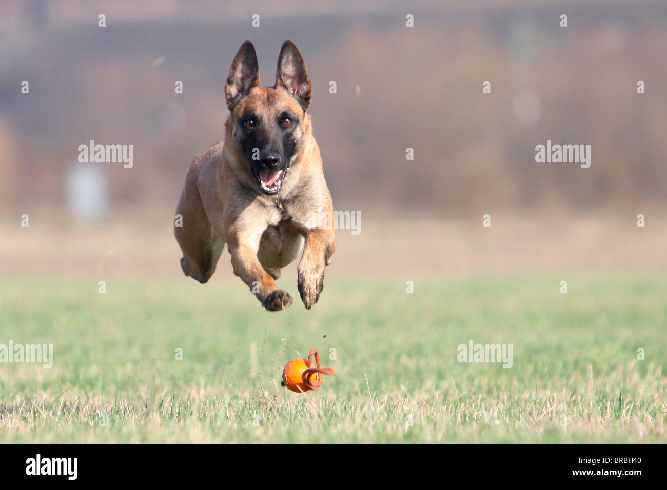 Belgischer Schäferhund - einem Ball hinterher laufen Stockfoto