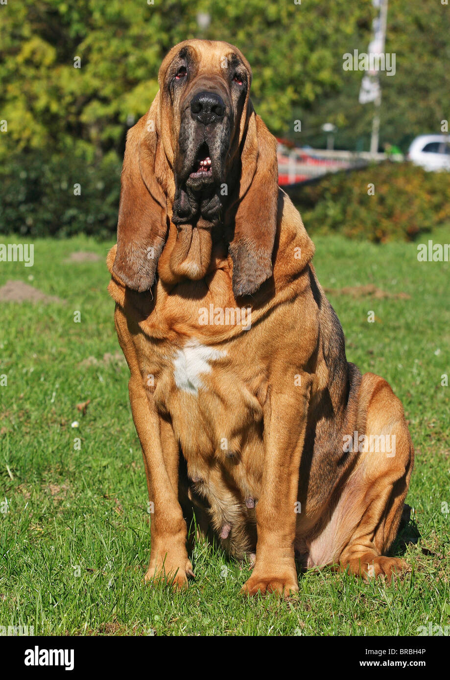 Bloodhound. Erwachsener Hund sitzt auf einem Rasen Stockfoto