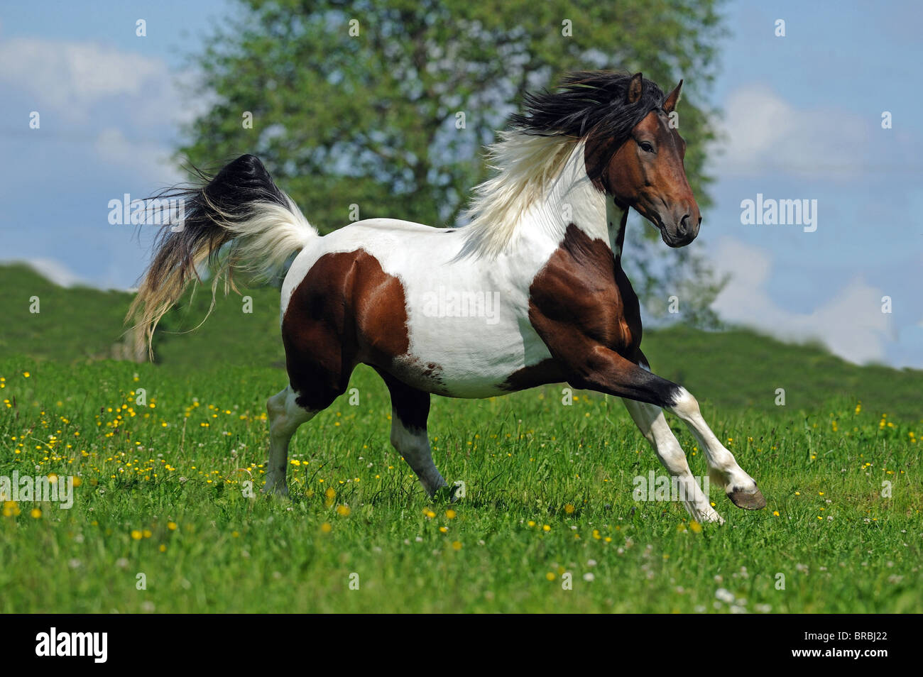 Lewitzer-Pferd (Equus Ferus Caballus), Hengst im Galopp auf der Weide. Stockfoto
