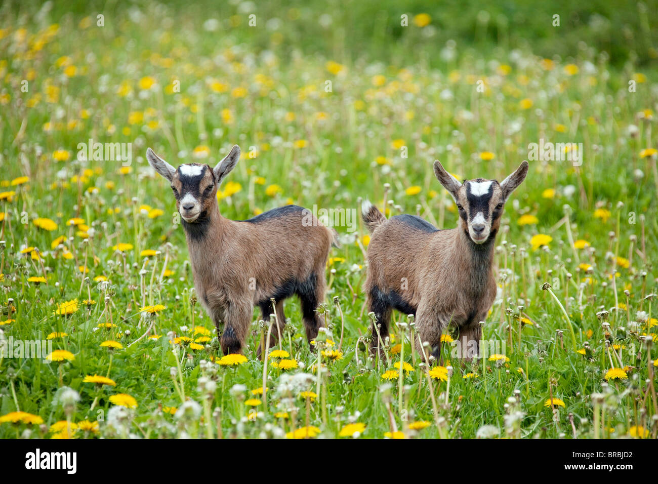 Ziege - zwei jungen stehen auf der Wiese Stockfoto