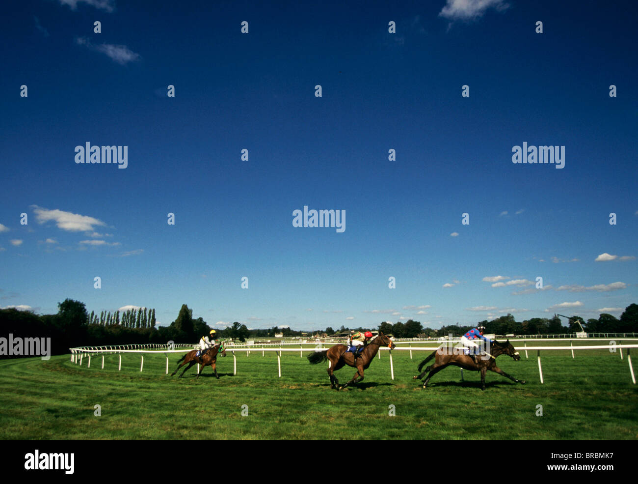 Pferde abbiegen im Hindernislauf links Stockfoto