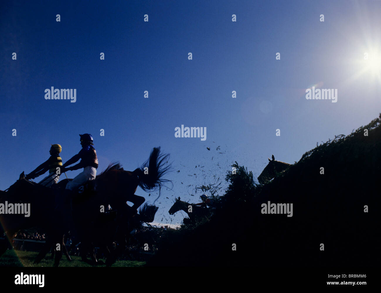 Jockeys auf Pferde Land, da sie einen großen Dickicht Zaun Silhouette springen Stockfoto