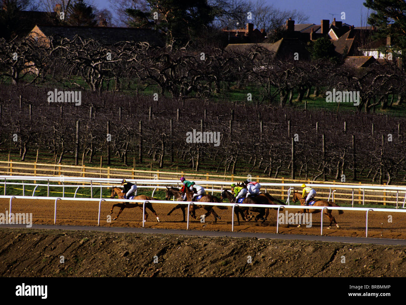 Pferde galoppieren auf Rennstrecke, umgeben von Weinbergen Stockfoto