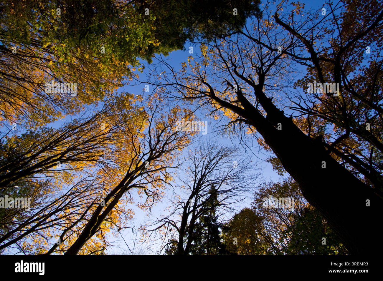 Bäume & Himmel Stockfoto