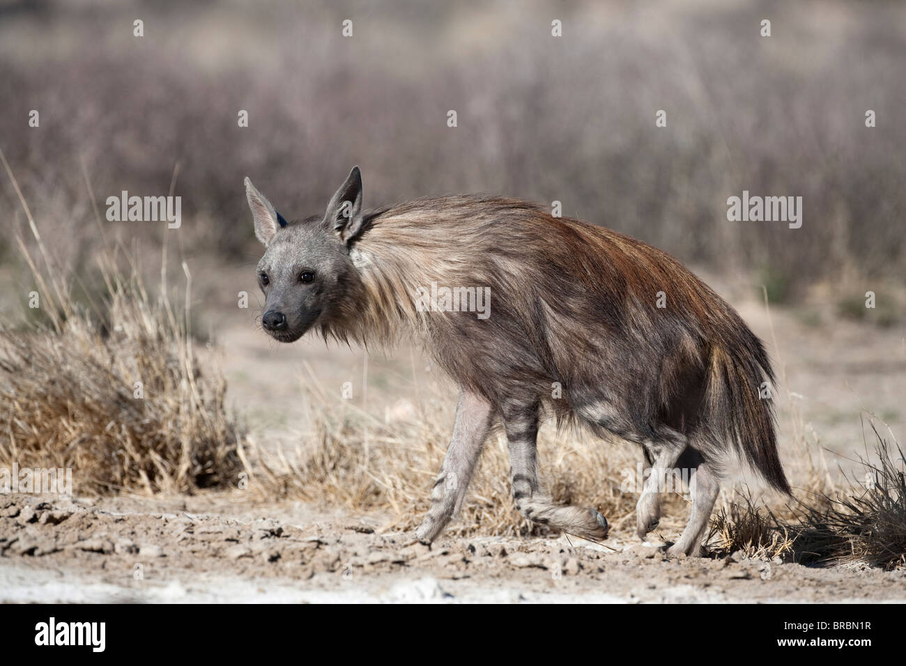 Braune Hyäne, zerbeissen Brunnea, Kgalagadi Transfrontier National Park, Northern Cape, Südafrika Stockfoto