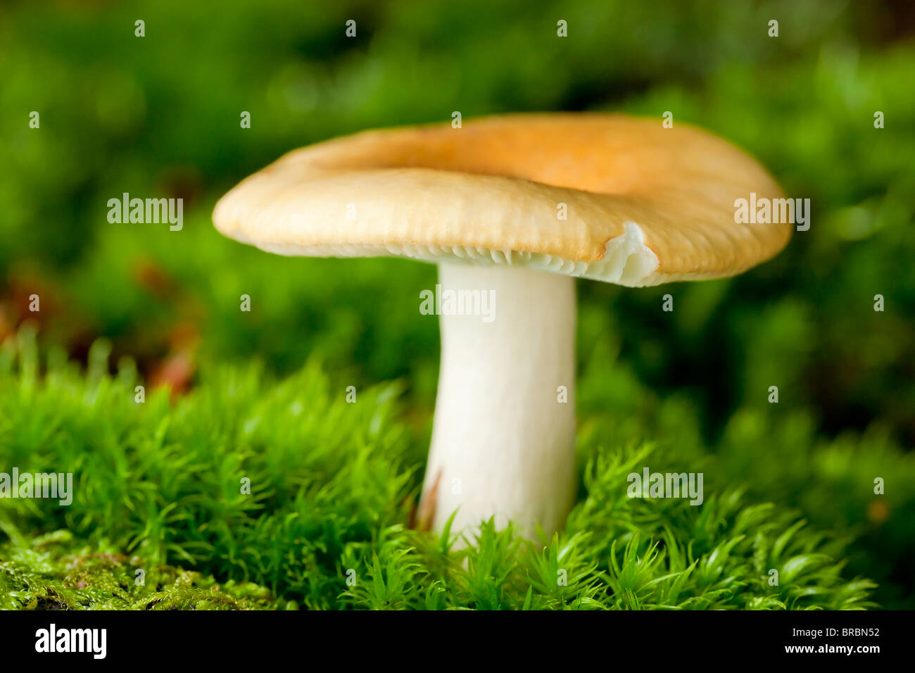 Gemeinsamen gelbe ubling Pilz (ubling Uchroleuca) Stockfoto