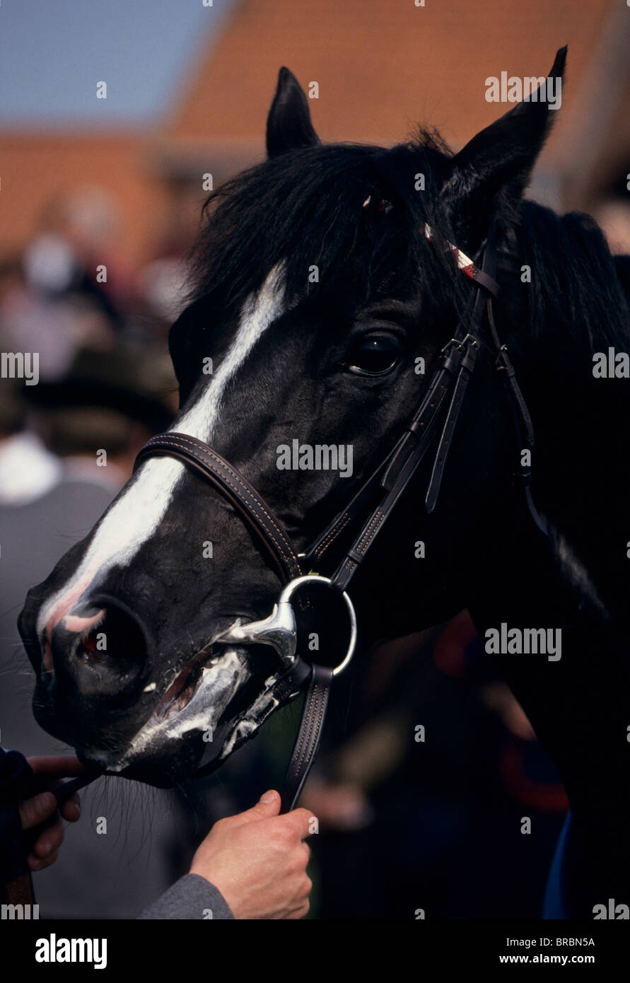 Pferd mit Zügel führt ein aktives Interesse an der Kamera Stockfoto