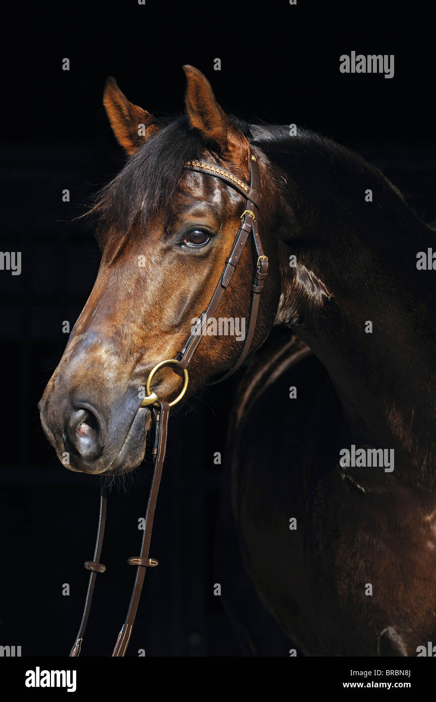 Westfälische Pferd (Equus Ferus Caballus), Portrait einer Wallach mit Halfter. Stockfoto