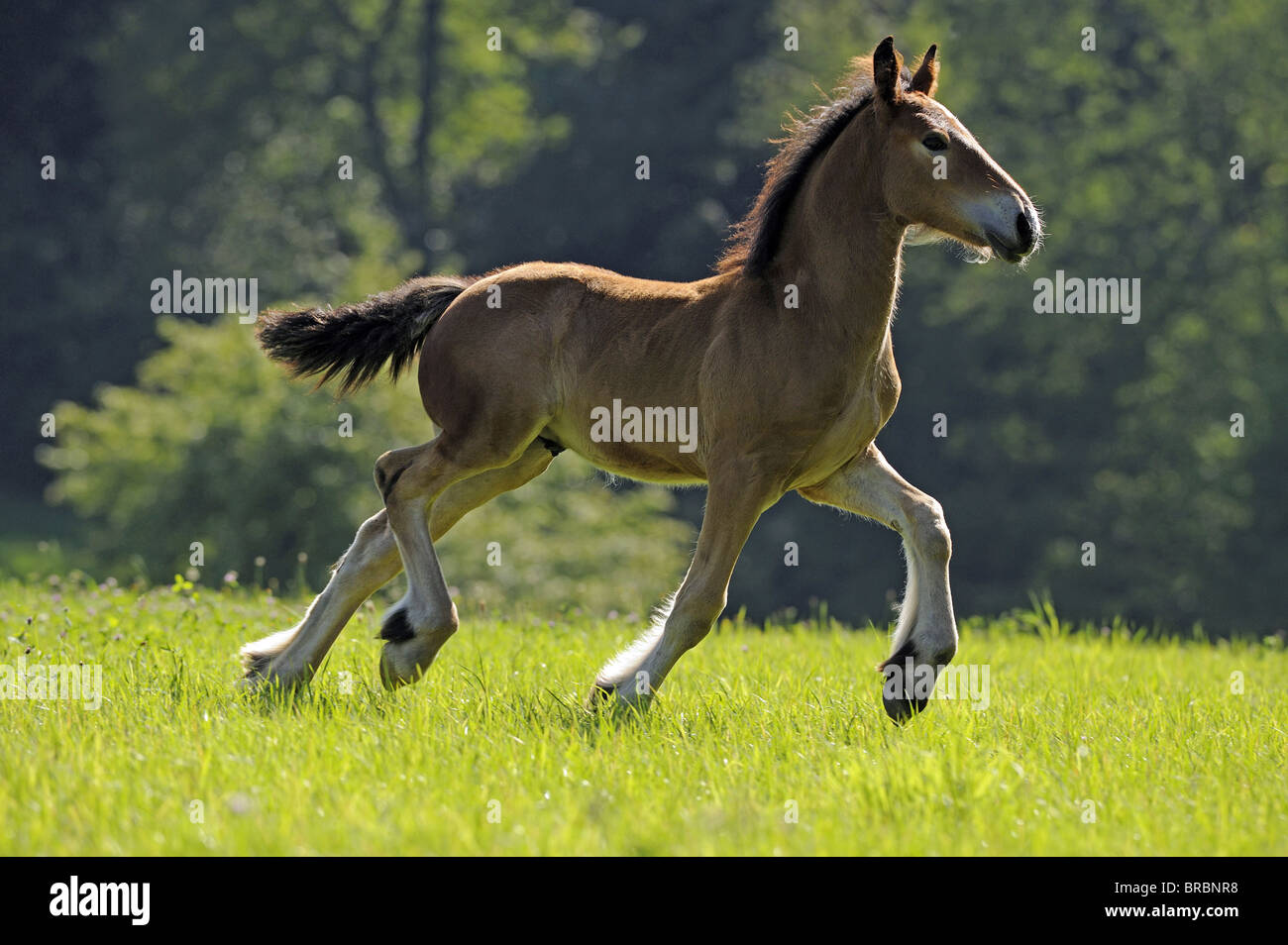 Gypsy Vanner Pferd (Equus Ferus Caballus). Bucht Fohlen auf einer Wiese im Trab. Stockfoto