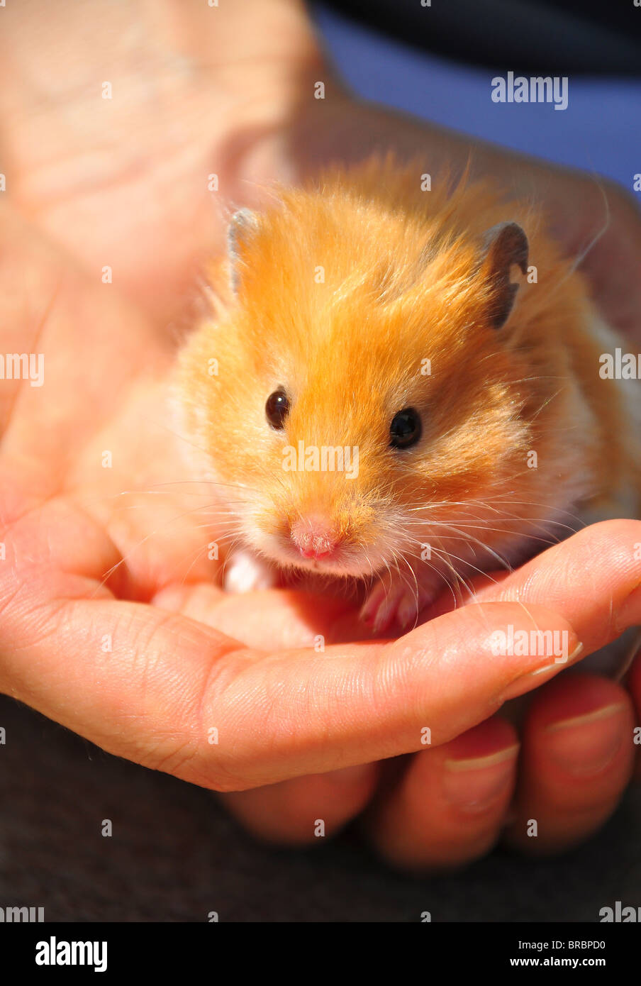 Ein Hamster auf der hand Stockfoto