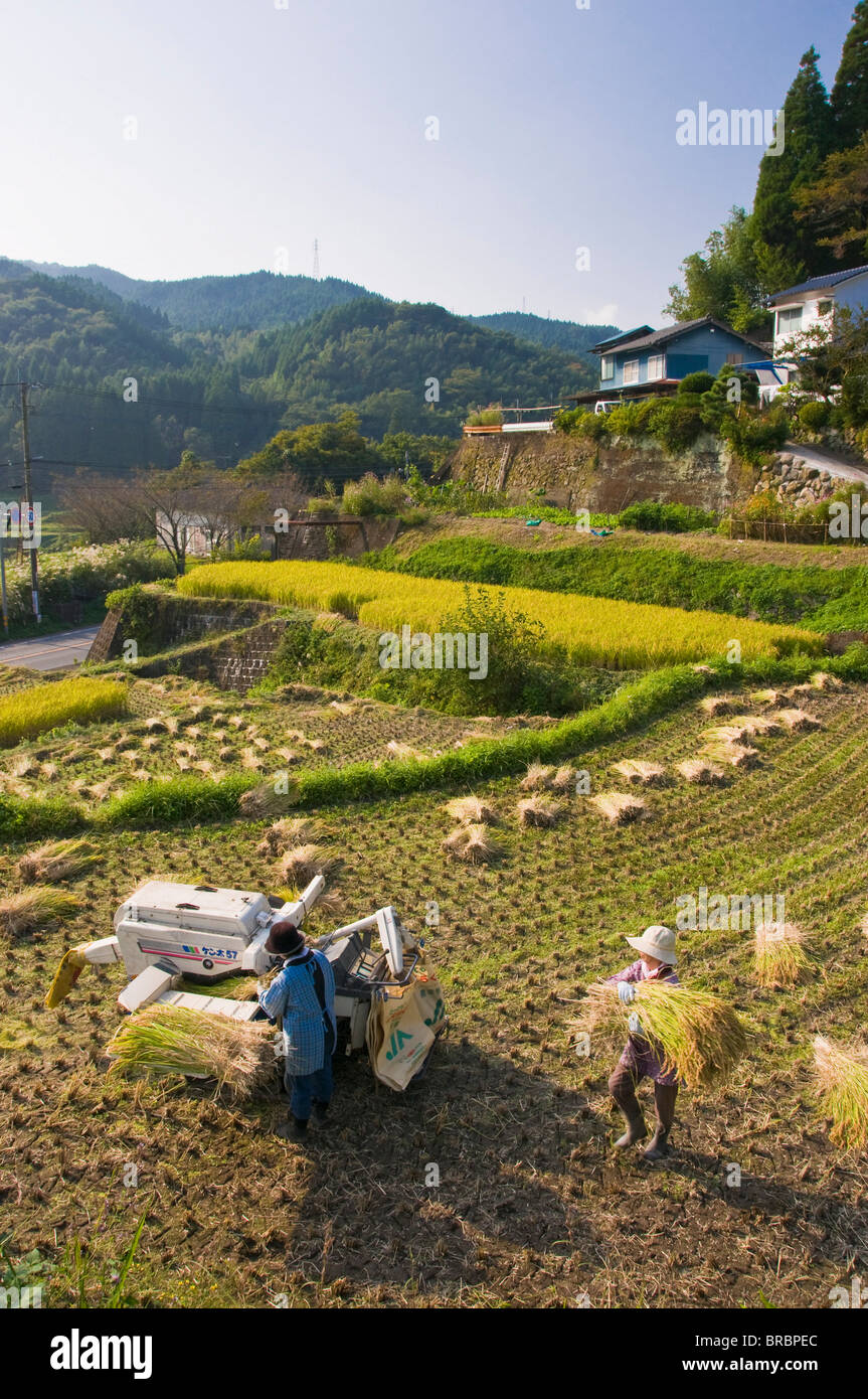 Dreschen frisch geernteten Reis in einem kleinen Reihenhaus Paddy-Feld in der Nähe von Oita, Kyushu, Japan Stockfoto