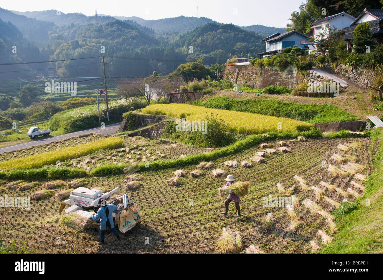 Dreschen frisch geernteten Reis in einem kleinen Reihenhaus Paddy-Feld in der Nähe von Oita, Kyushu, Japan Stockfoto