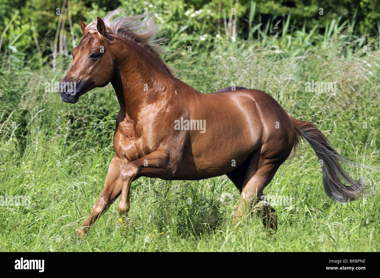 Quarter Horse (Equus Ferus Caballus). Hengst im Galopp auf der Wiese. Stockfoto