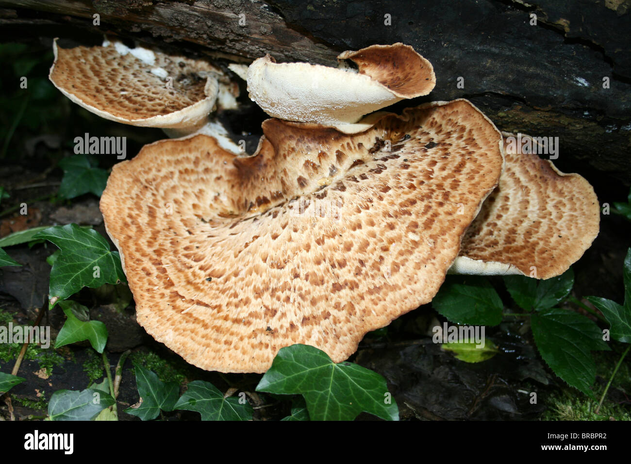 Die Dryade Sattel Pilze Polyporus an besessenen an Dibbinsdale LNR, Wirral, UK Stockfoto