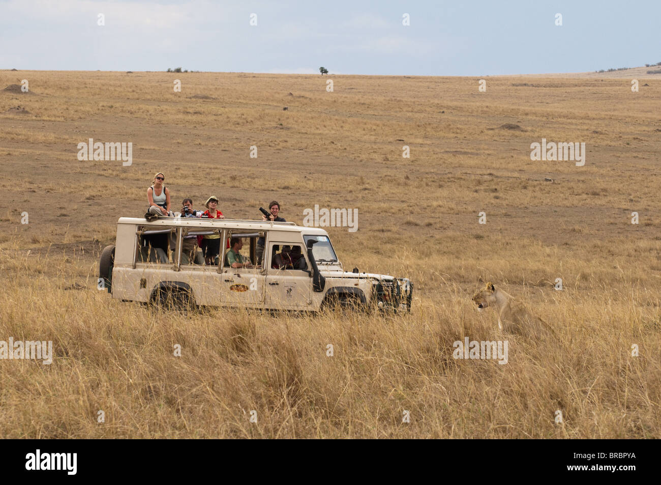 Löwe (Panthera Leo), Masai Mara, Kenia, Ostafrika Stockfoto