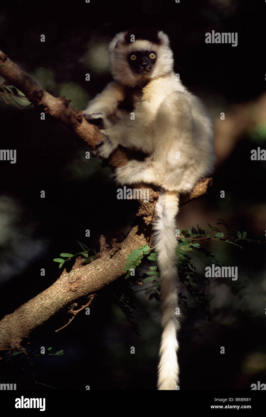 Verreaux Sifaka (Propithecus Verreauxi) sitzen auf Baum, Berenty Reservat, Süd-Madagaskar Stockfoto