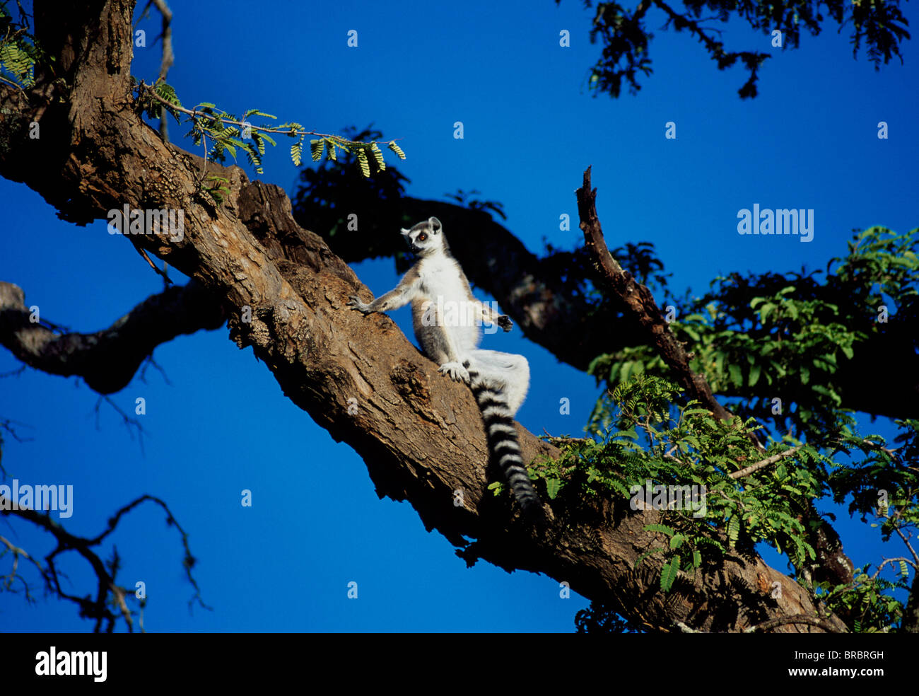 Katta (Lemur Catta) ein Sonnenbad im Baum, Berenty, Süd-Madagaskar Stockfoto