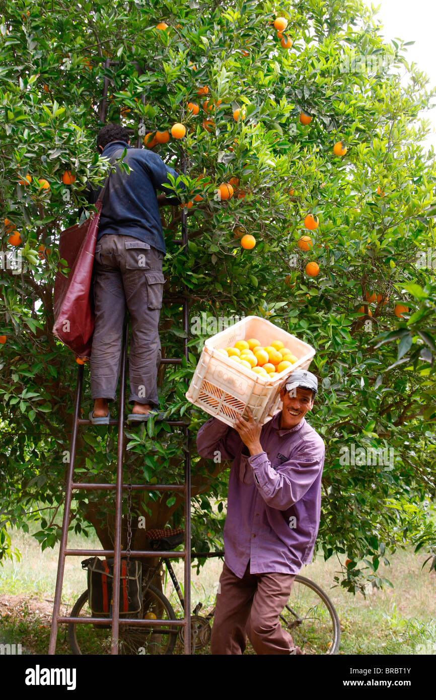 Orangenernte, Taroudan, Marokko, Nordafrika Stockfoto