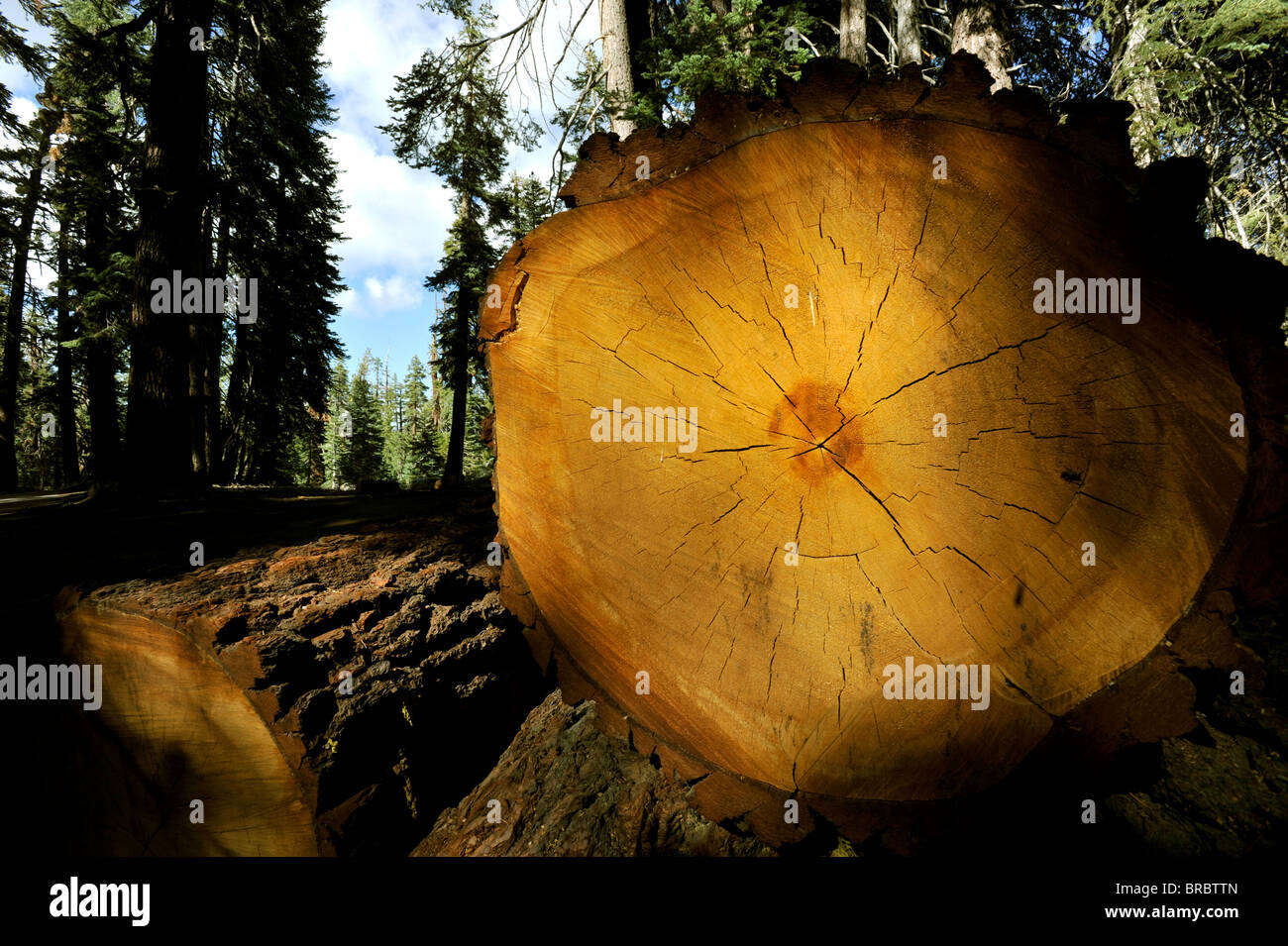 Redwood-Baum gesägt und bereit für das Sägewerk Yosemite nationalen Teil Stockfoto