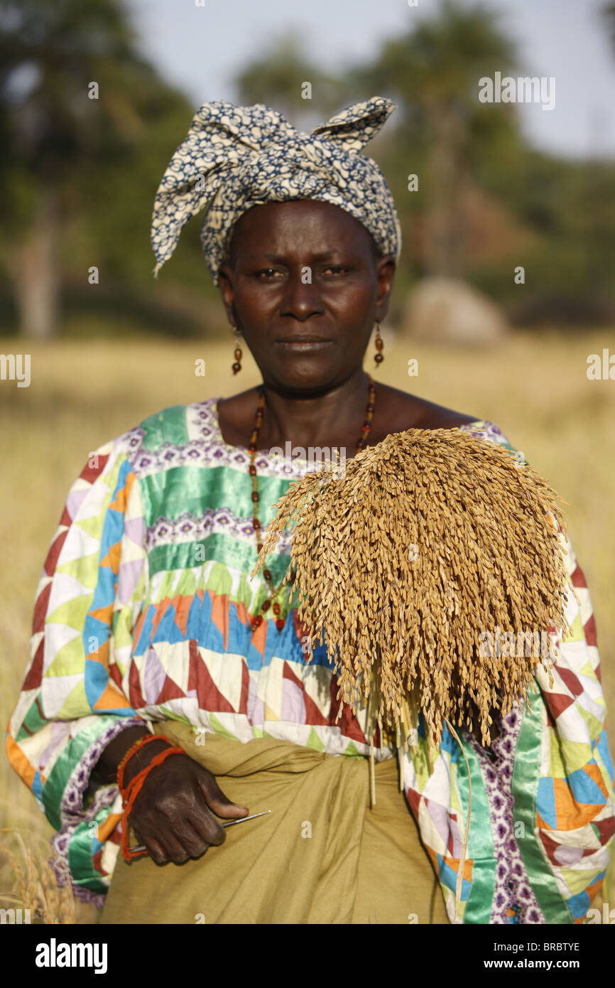 Reis Landwirtschaft, Bignola, Casamance, Senegal, Westafrika Stockfoto