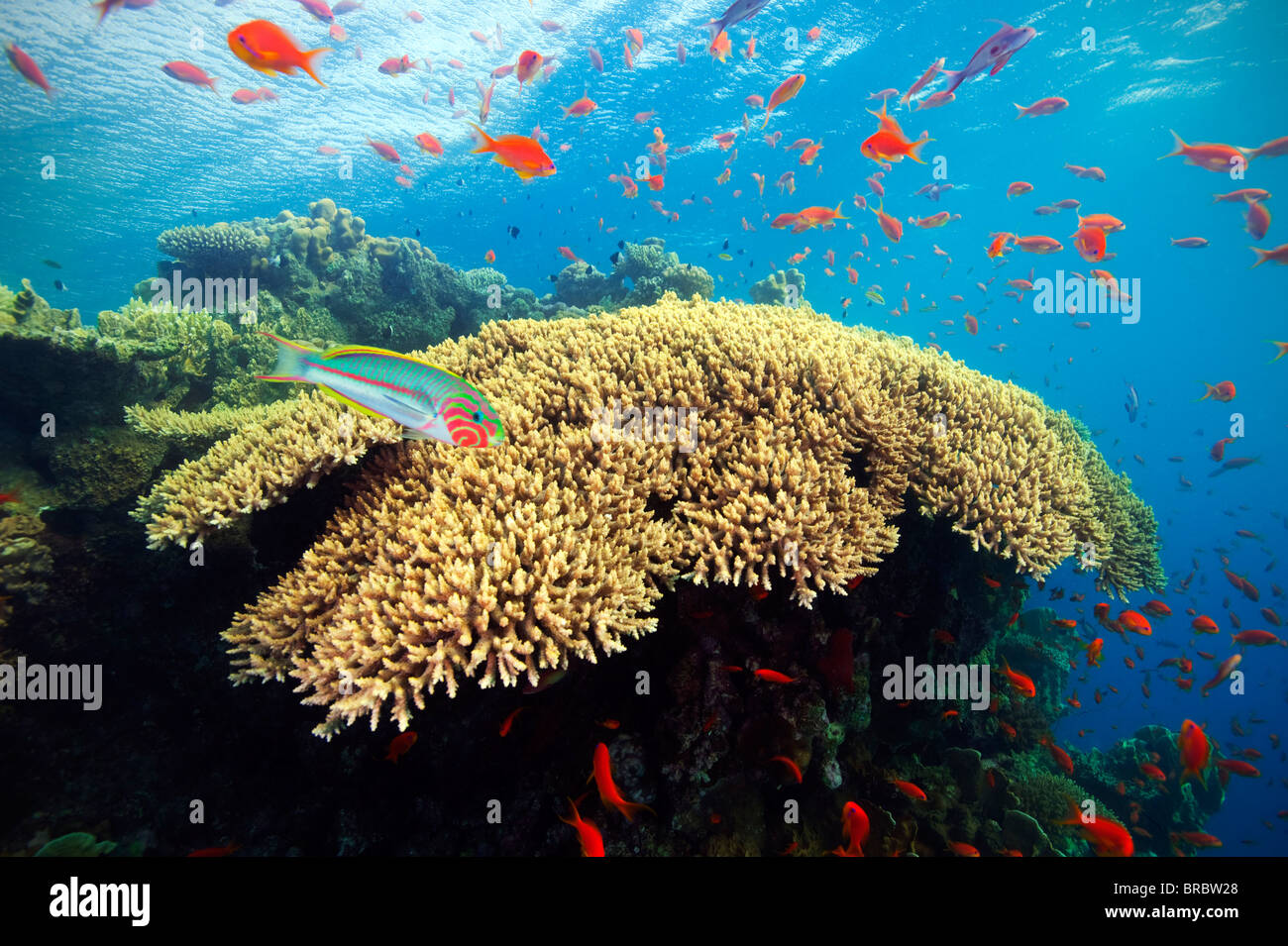 Rotes Meer Riff in der Abenddämmerung Stockfoto