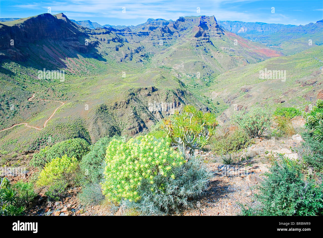 Berglandschaft mit blühenden Blumen, Gran Canaria, Kanarische Inseln, Spanien, Atlantik Stockfoto