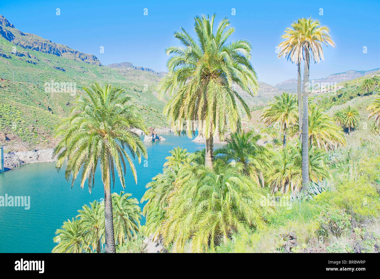 Palmen und See, Fataga, Gran Canaria, Kanarische Inseln, Spanien, Atlantik Stockfoto