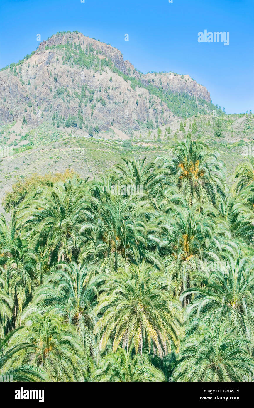 Palmen und Berg, Gran Canaria, Kanarische Inseln, Spanien, Atlantik Stockfoto