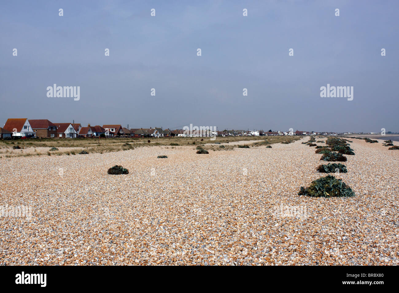 CRAMBE MARITIMA. SEAKALE WACHSEN AUF EINEM OFFENEN STRAND Stockfoto