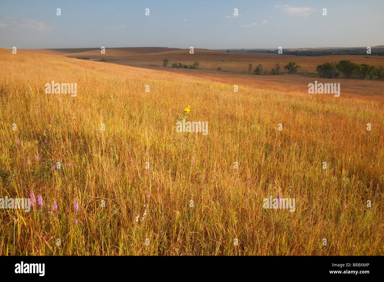 Tallgrass Prairie im Herbst, Tallgrass Prairie National Preserve, Kansas Stockfoto