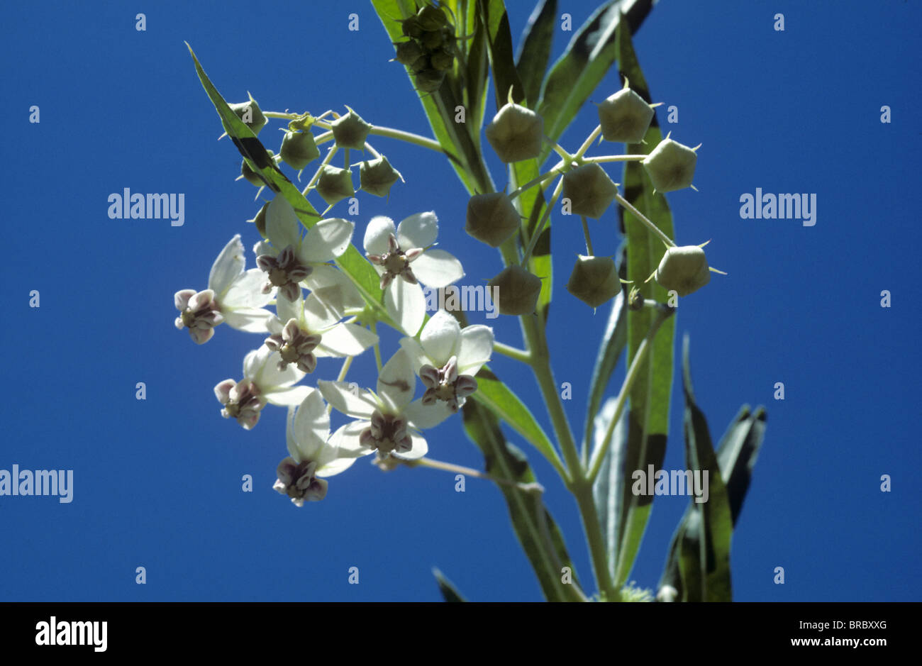 Balloonplant, Ballon-Baumwolle-Bush oder Schwan (Asclepias Physocarpa) blühende Pflanze, Südafrika Stockfoto