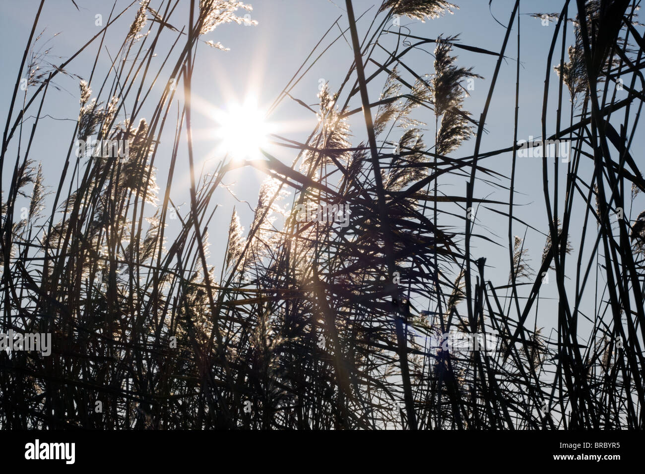 Sonnenschein durch hohes Schilf Stockfoto