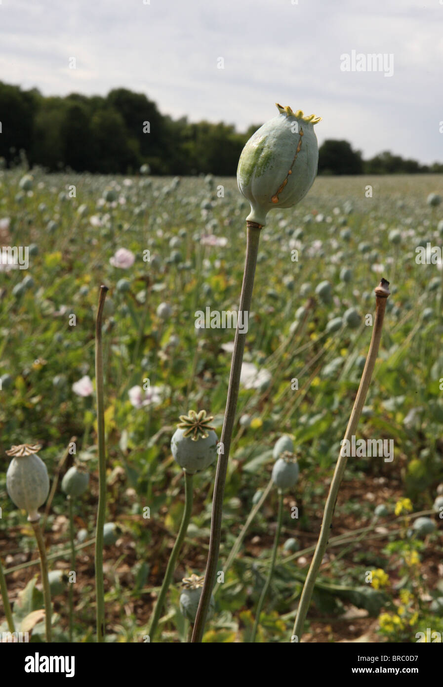 Schlafmohn-Feld mit einer geschnittenen Beispiel mit Latex 'Milch' oder 'Sap' Nässen. Dies ist die Basis für Opiaten. Stockfoto