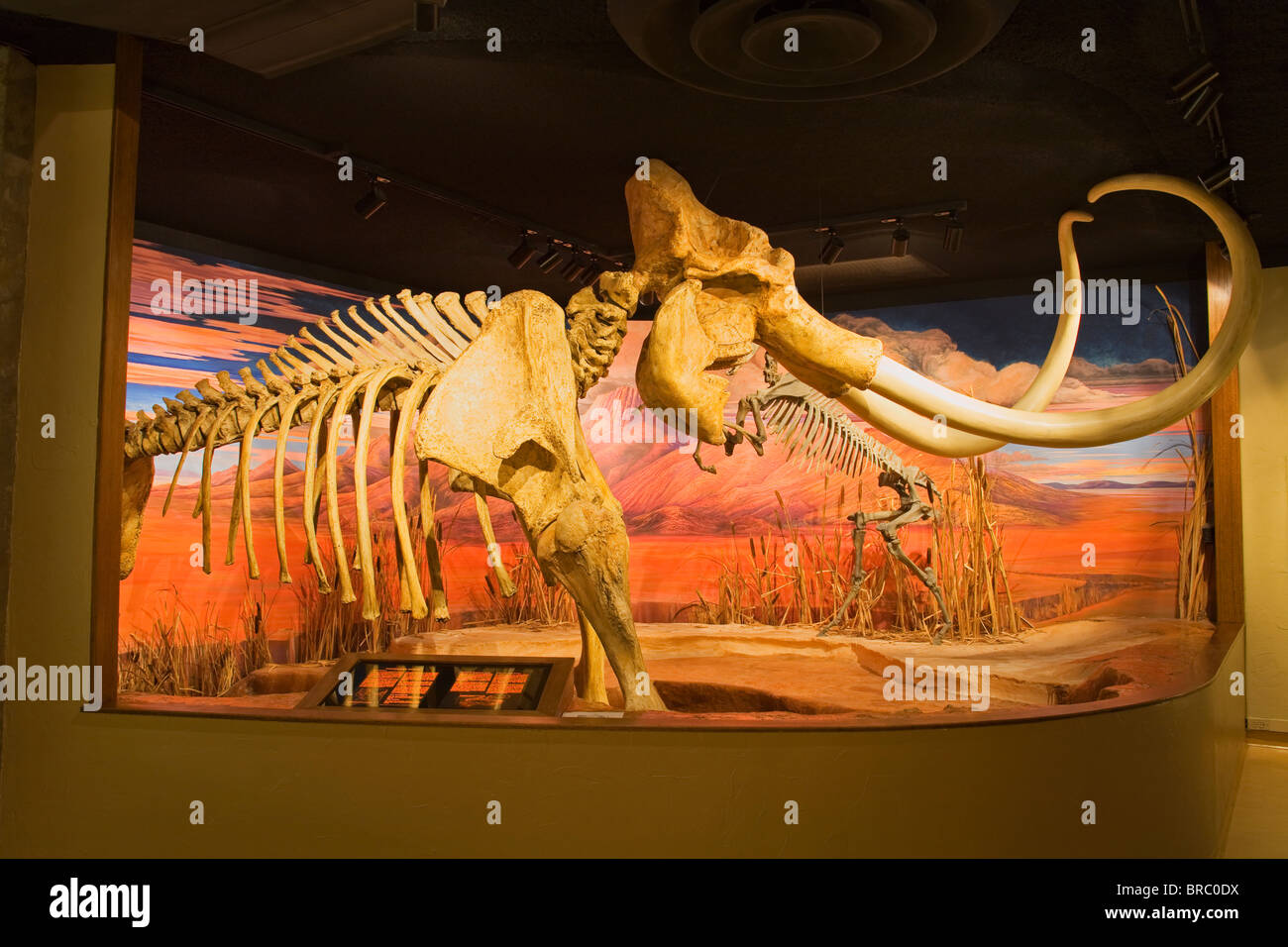 Mammut-Skelett aus der pleistozänen Eiszeit im Nevada State Museum, Carson City, Nevada, USA Stockfoto