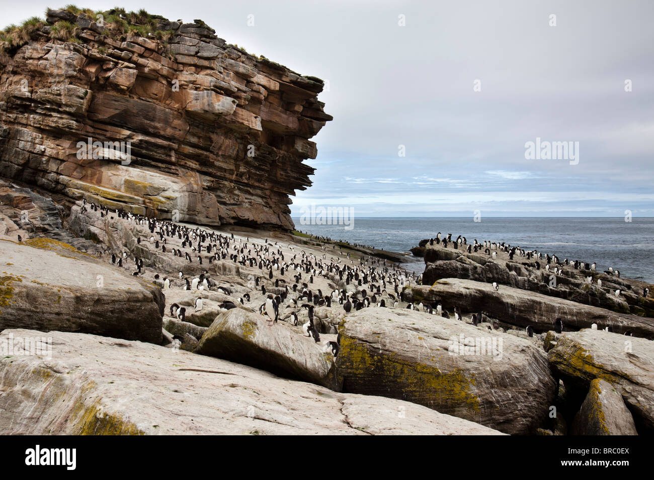 Rockhopper Penguins. Neue Insel, Falkland-Inseln, Großbritannien Stockfoto